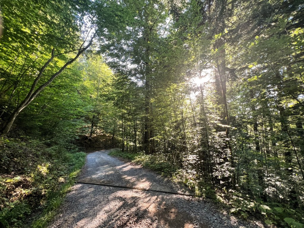 Waldweg Richtung Hinterbergalpen