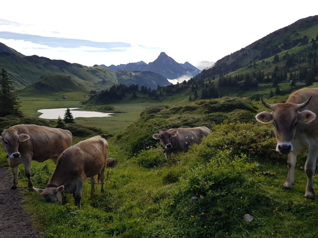 Blick auf den Kalbelesee (c) Lech Zürs Tourismus GmbH