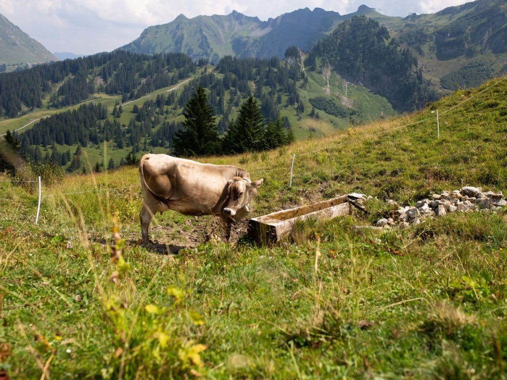 Alpe Wildgunten