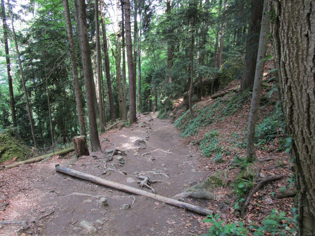 Wunderschöner Waldweg, der aber bei Nässe auch seine Tücken hat