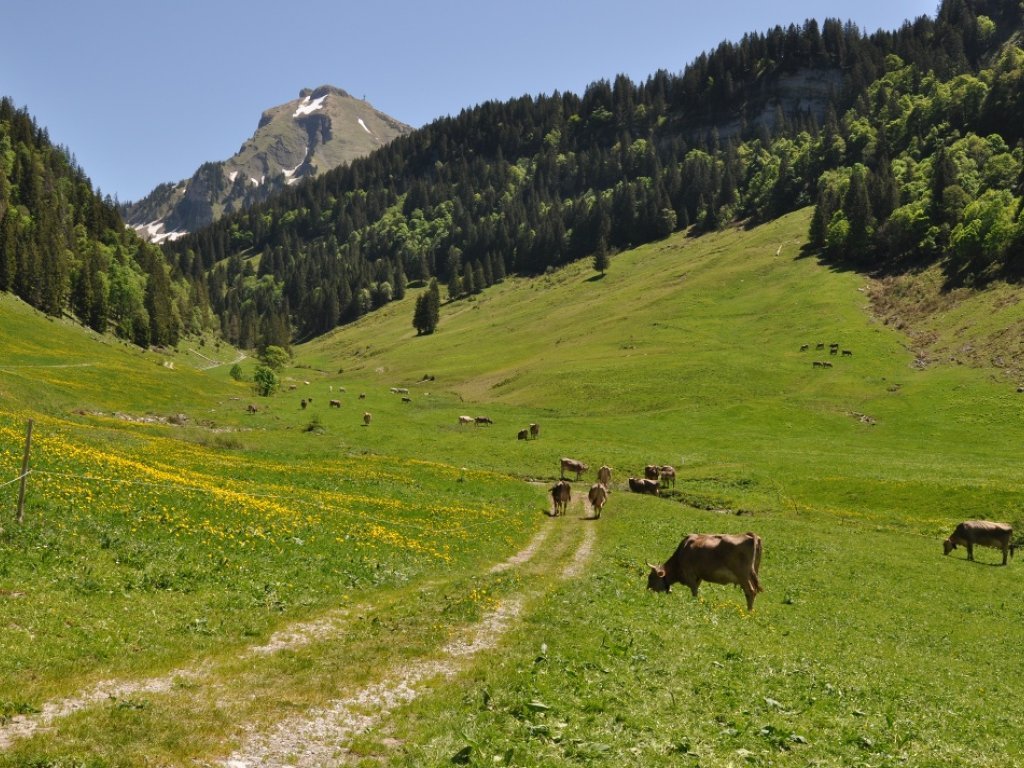 Alpe Weißenbach