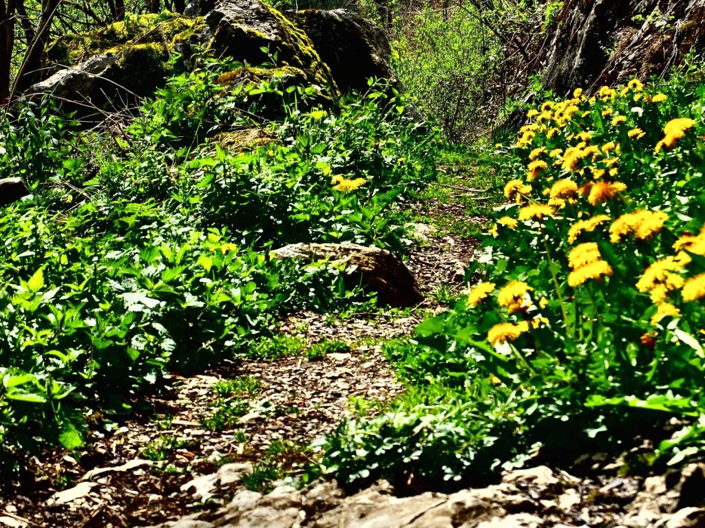 Pfad Richtung Höhlenpark