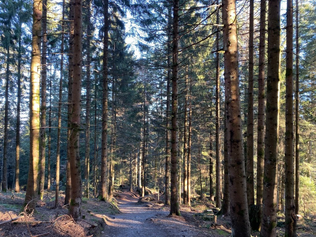 Waldweg Richtung Lorenapass