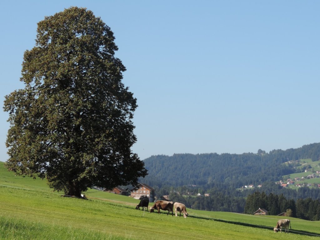 Wandern in Langenegg