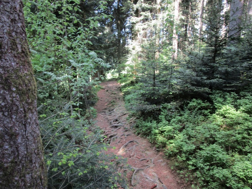 Wunderschöner Wurzelweg durch einen kleinen Tannenwald