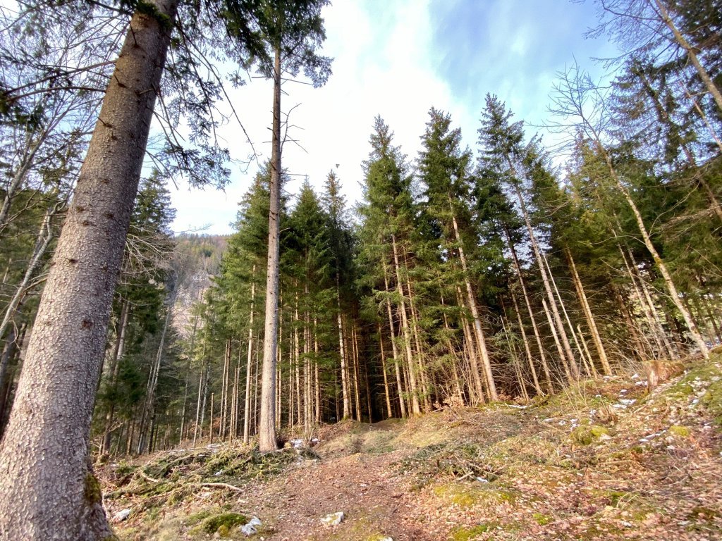 Waldweg Abstieg vom Klettersteig Schnepfau