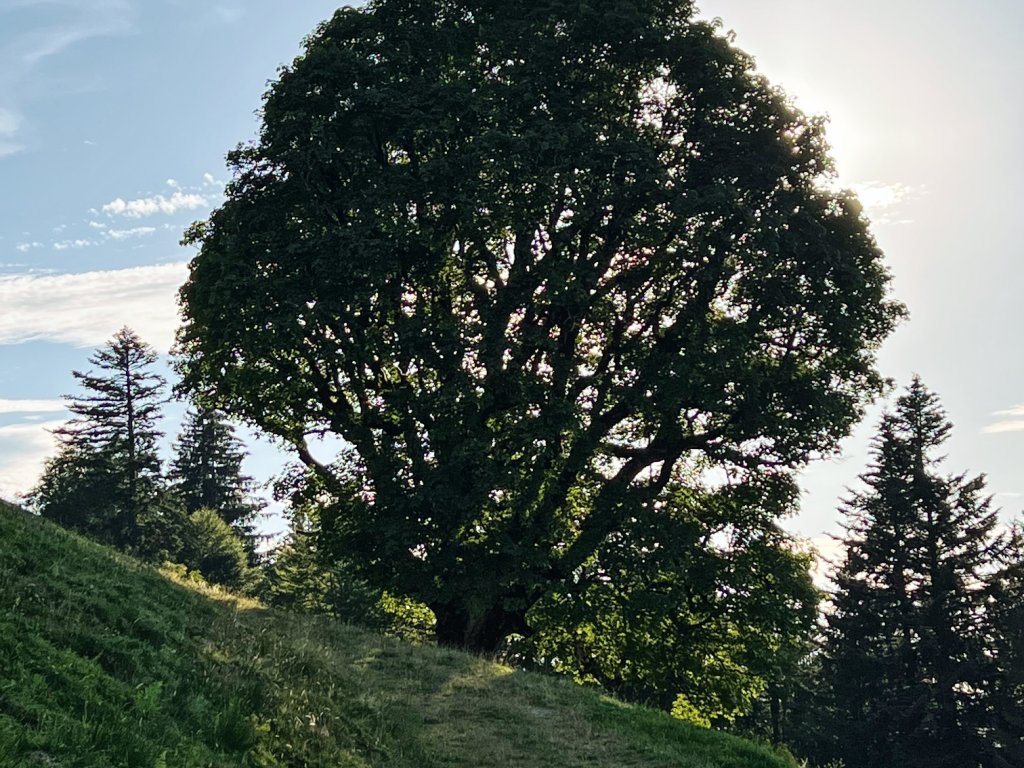 Bergahorn bei der Hittisbergalpe