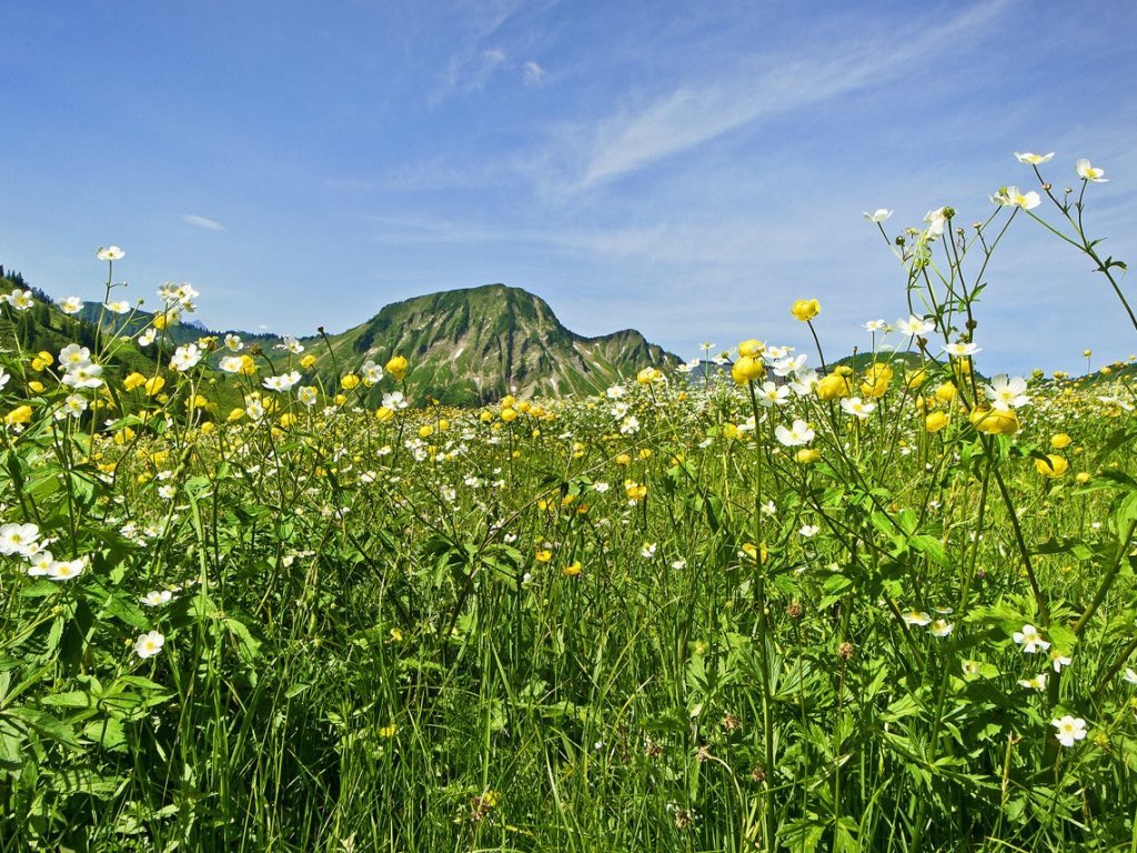 Blumenwiese in Damüls