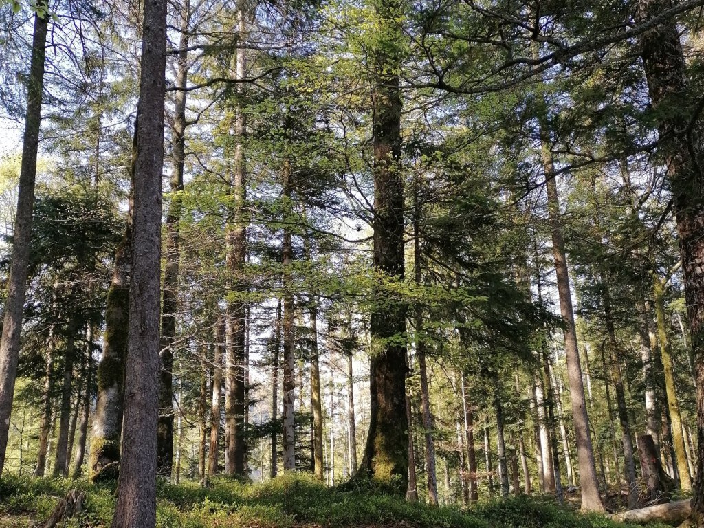 Waldweg Känzele