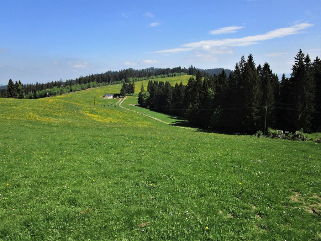 Gemütlich führt der Weg über den sanften Höhenrücken zum Fürnberg