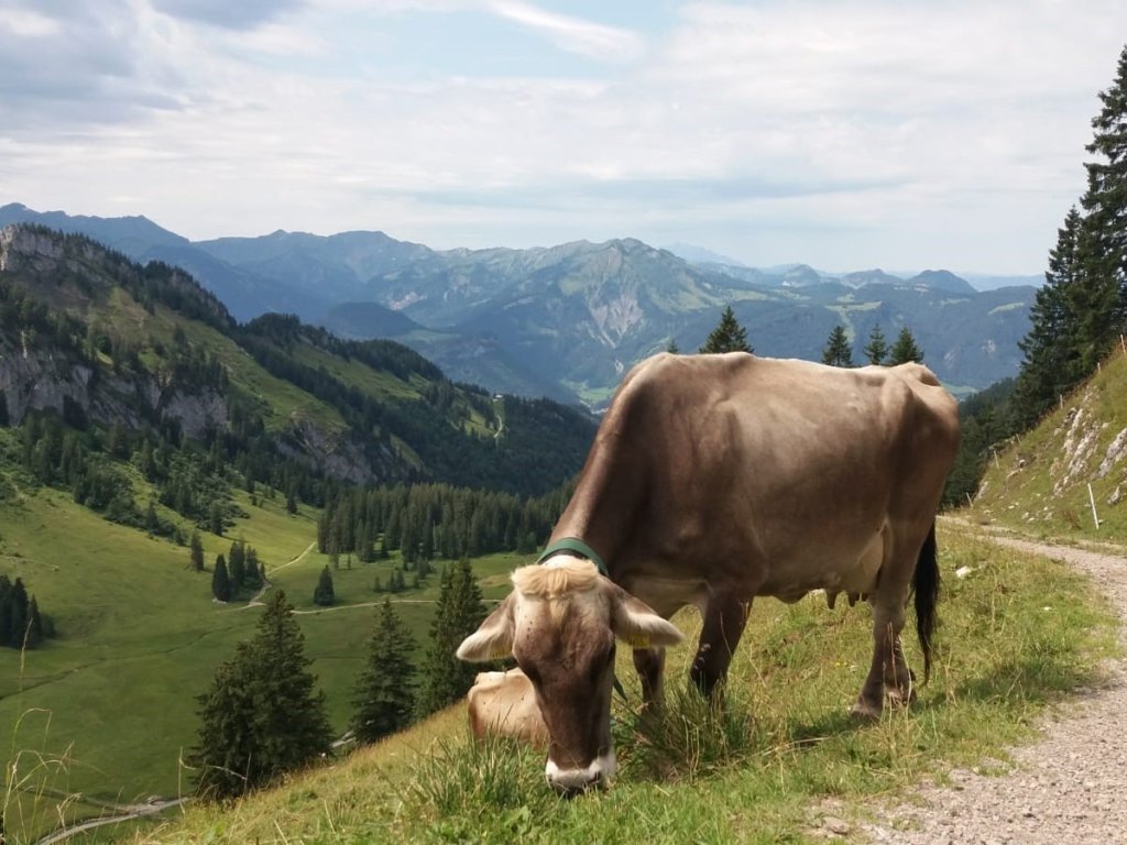 Auf der Alpe Sammere