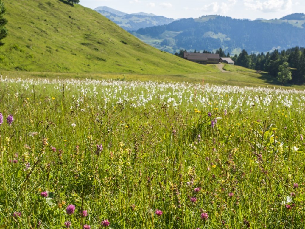 Blick zurück zur Alpe Untere Falz