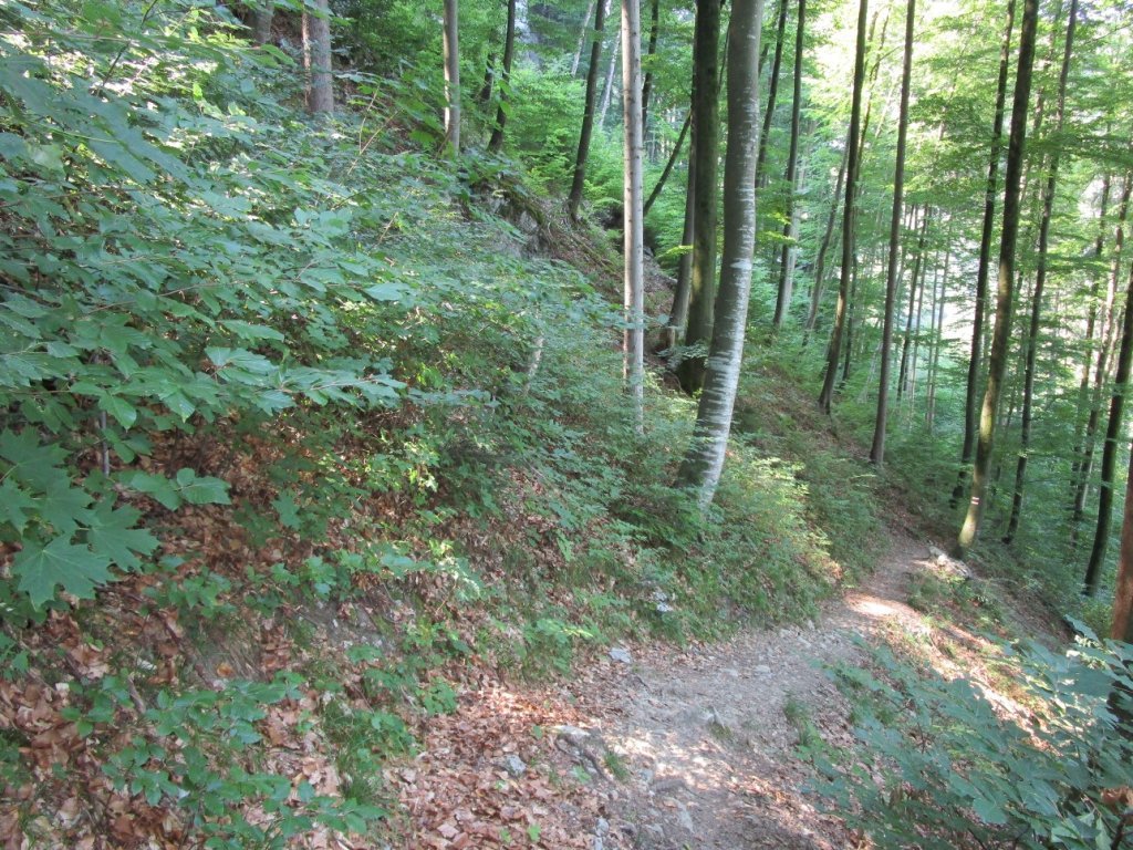 Abstieg durch schönen, schattigen Buchenwald nach Arbogast