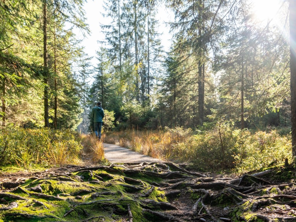 Herbststimmung im Hochmoor Fohramoos am Bödele