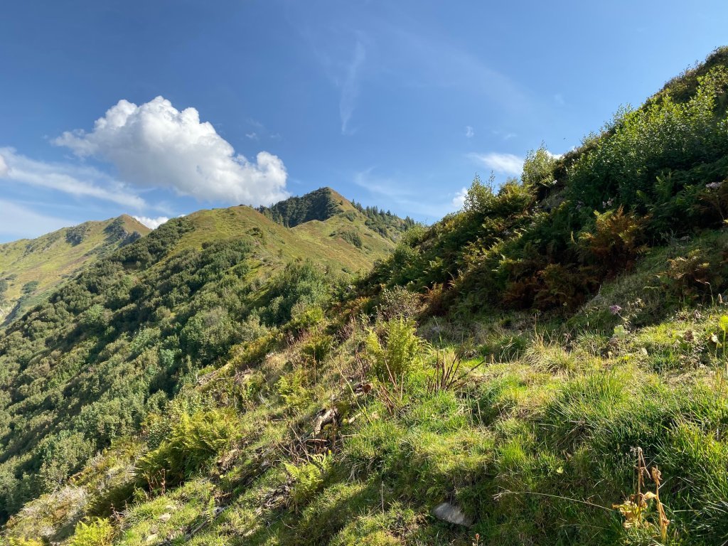 Sattgrüne Wanderwege