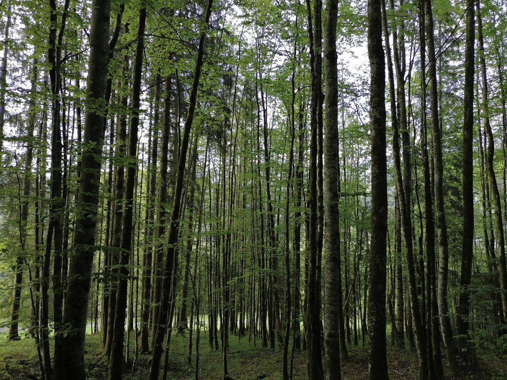 Wald auf dem Weg von Schnepfau nach Mellau