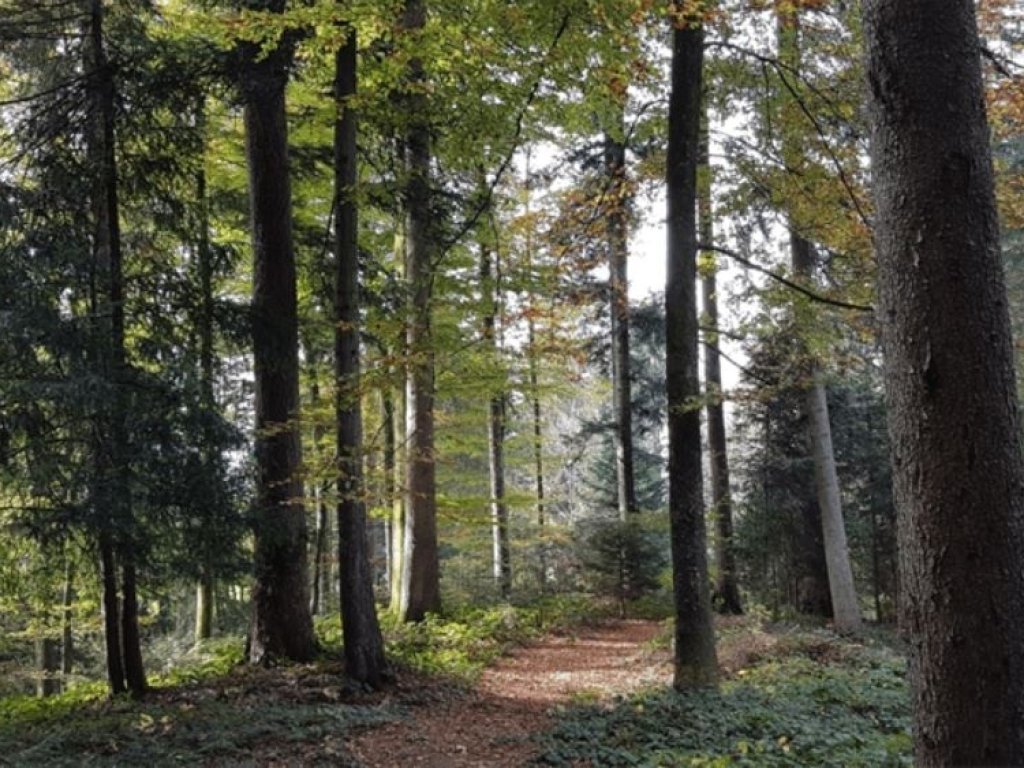 Schollomoos Waldweg