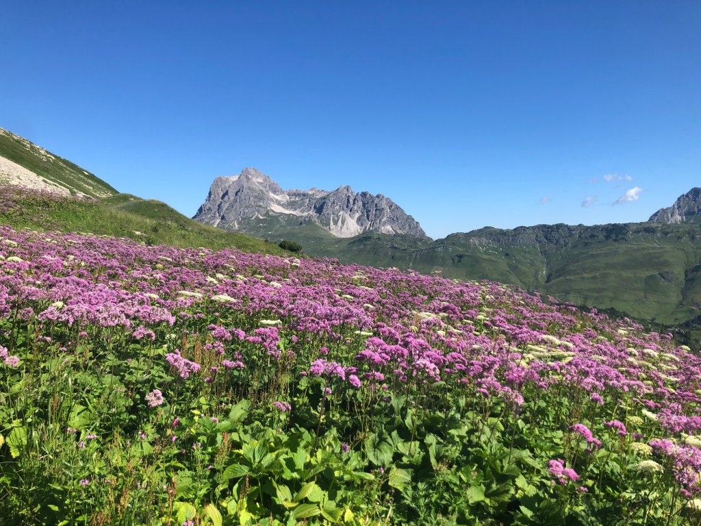 Weg Warth Richtung Bürstegg Blick Widderstein