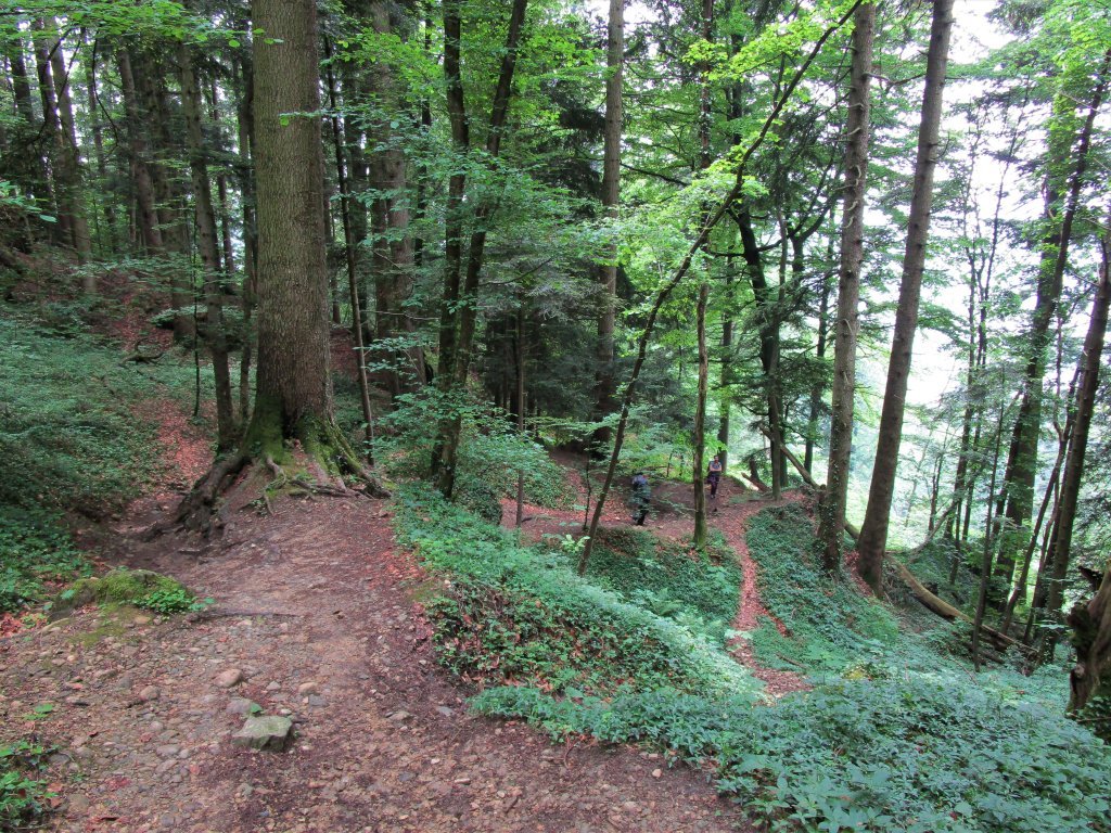 Am Beginn geht´s durch bewirtschafteten Wald