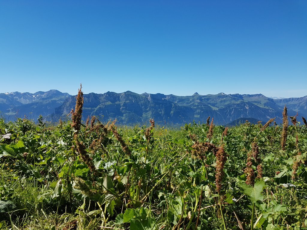 Rundumblick auf Baumgarten