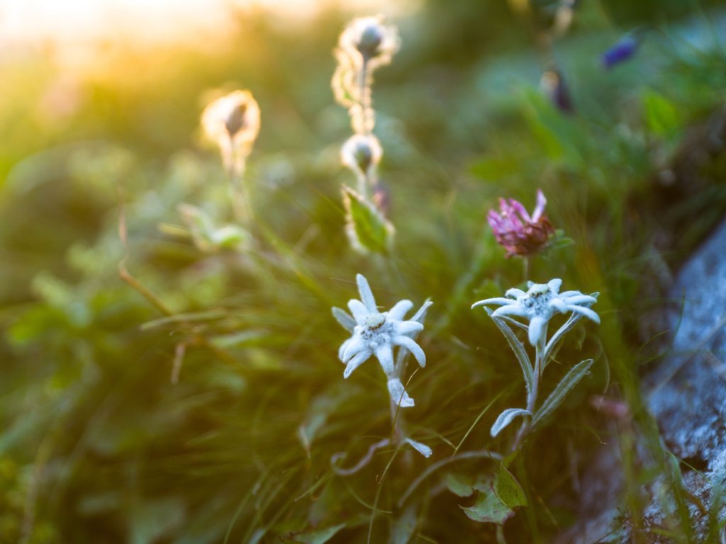 Edelweiss auf dem Weg zur Kanisfluh