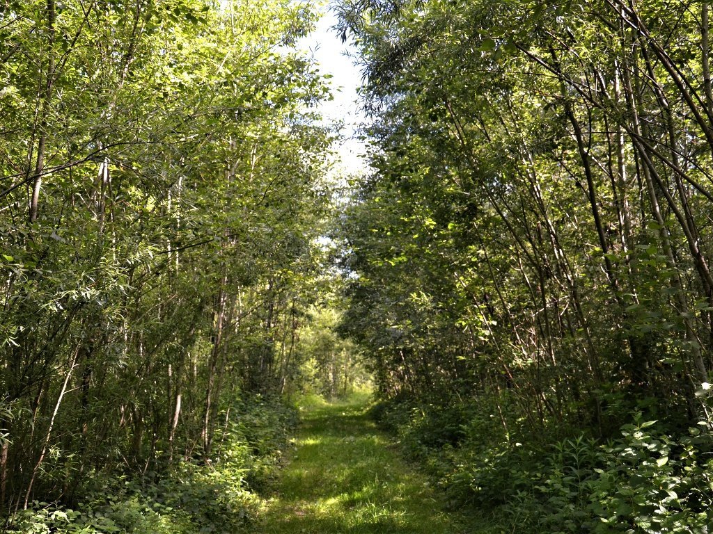 Der Rothachweg in Thal