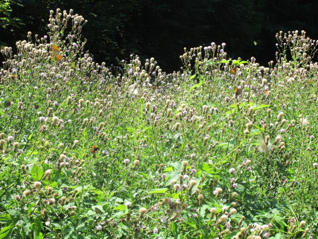 Die wilde Wegvegetation ist ein Paradies für Schmetterlinge